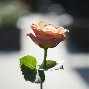 美女呻吟震动器高潮视频
